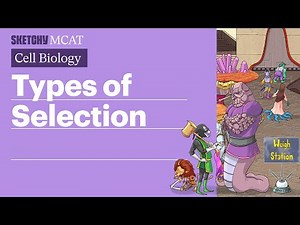 Types of Selection: Exploring Patterns & Phenotypes (Full Lesson) | Sketchy MCAT
