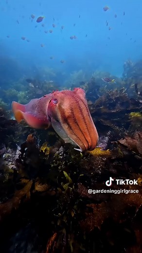 Protecting Our Oceans: A Call to Action