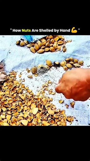 @solved_science | Manual nut cracking is a labor-intensive process that requires precision and patience. Workers carefully break each shell using simple... | Instagram