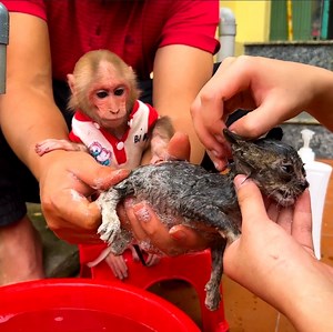 36K views · 3K reactions | BiBi and his parent help bathing for poor kitty because he look so dirty, BiBi family give best take care to poor kitty even sleeping time #cute #monkey #bibimonkey | Viral HD | Facebook