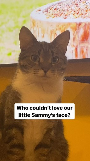 After a tough day, looking at this sweetheart’s face is therapeutic to all! Now, Sammy may be a master of the gromp face but we don’t think anyone can resist smiling when they see her! Last year she gave birth to a litter of kittens and has since been working on getting comfortable with humans. She loves pets from her trusted volunteers but, can still be a little skittish when it comes to new people. She is shy but if she had a foster we think she would have a space to herself to show off her sa