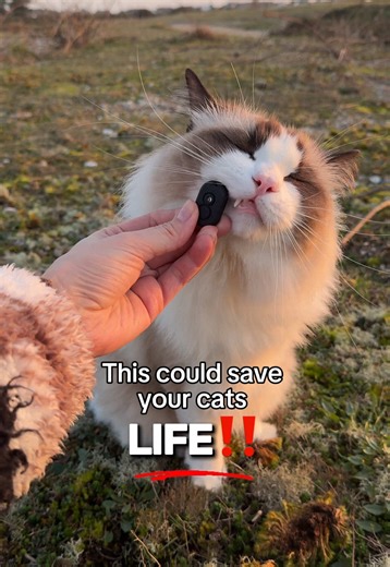 Keeping Your Leash Trained Cat Safe Outside