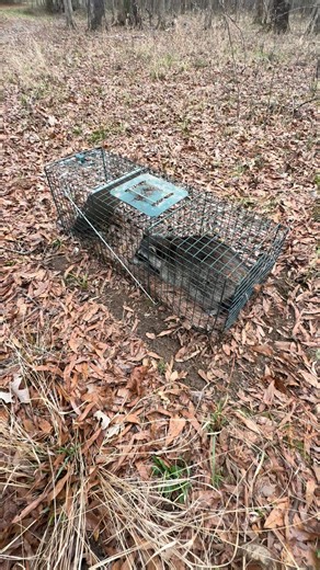 Rabies, a few facts and why you shouldn’t relocate animals. #inhisnameoutdoors #wildlifemanagement #rabies #raccoonrabies #wildlifedisease | In His Name Outdoors
