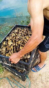 1.6M views · 10K reactions | Thousands of Baby Ducks閭 #AmaZing #birds #viralreels #trending #reels | Maily Bahar | Facebook