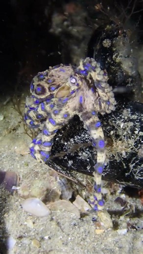 Blue Ringed Octopus (Rye pier - melbourne - Australia) #octopus #marinelife #scuba