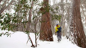 15K views · 432 reactions | Can you believe this is SPRING? 137cms natural snow depth, 19 lifts and MORE SNOW forecast. Check out the trees on Northside from yesterday... then ask yourself, what are you doing this weekend? | Mt Buller | Facebook