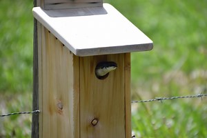 Nest Boxes — Edmonton & Area Land Trust