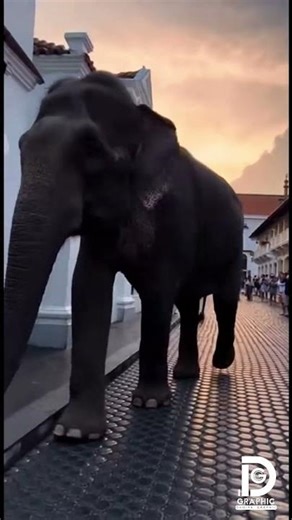 History meets Nature 🏛️🐘