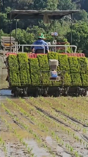Modern Rice Planting Machine | Drone ViewFarming | Automatic Rice Transplanter #shorts #viral #music