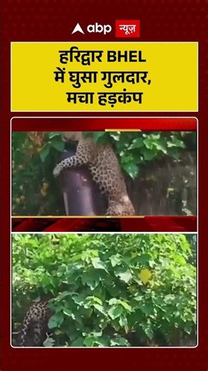Viral Video: हरिद्वार BHEL में घुसा गुलदार, मचा हड़कंप | #ytshorts #viralvideo #viralnews