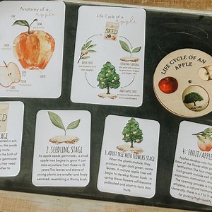 Apple Unit Study: Homeschool Printable Activities, Art, Puzzles (PDF Download) - Etsy