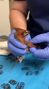 43 reactions · 3 comments | How do Northern Cardinals get their...