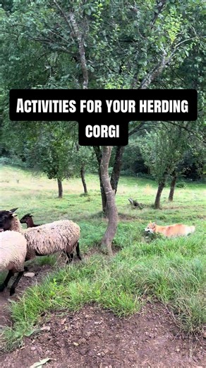 Did you know some corgis have extremely strong herding instincts? We share a few of our favorites to keep our city corgi happy and stimulated.