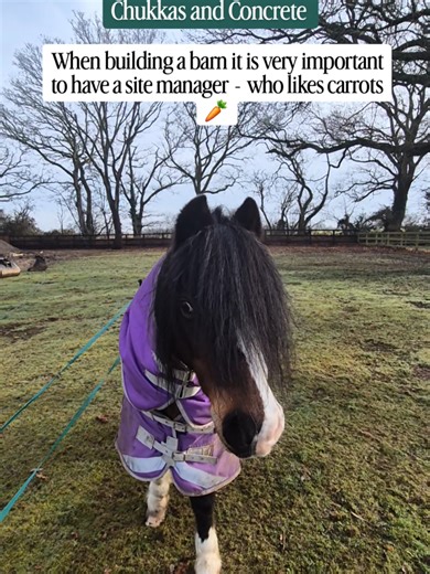 Maggotty over seeing his new horse barn build 🐎🏡 #barnbuild #equestrian #barnlife #horsesoftiktok #pony