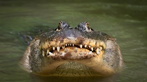 Alligators Will Not Stop Trying To Enter Homes In The Middle Of The Night In A Tampa Bay Suburb