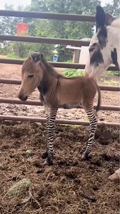 542K views · 7.1K reactions | I have $300 for a heifer bred to a tiger if anyone has one  #donkey #zonkey #spots | West Elk Equine | Facebook