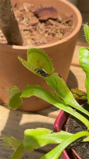 Orb-weaver spider claimed by venus flytrap || ViralHog