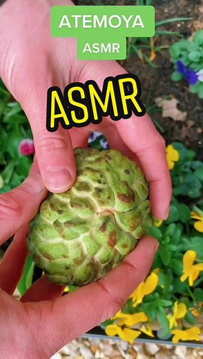 My Exotic Fruit on TikTok