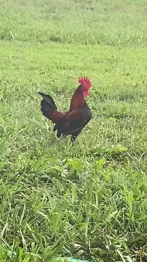 Tiny Rooster Fight: Bantam Chicken Matchup