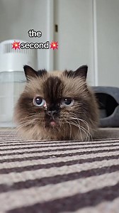 I think this is just the rule of having two cats 😹 Wouldn't change a thing!! #funnycatvideos #ragdollcatsofinstagram #munchkincats #rescuecats | Munckin Stevie