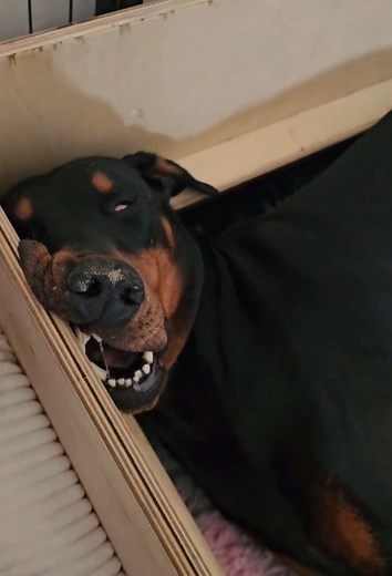 Dog’s First Time as a Mom: Cute Puppy Moments