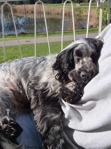 Best Places for Your Dog to Nap Comfortably