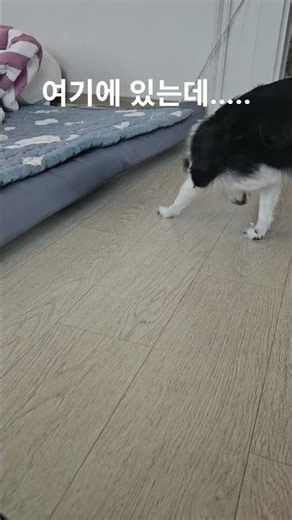 분명히 있어 #강아지 #노즈워크
