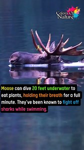 Moose | Colors Of Nature