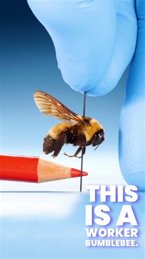 What Is The Largest Queen Insect?