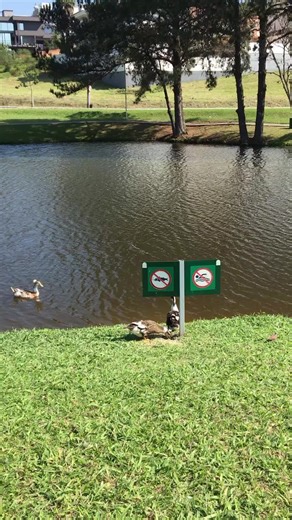 "Nature teaches us the lightness of life: birds fly without fear, wate...