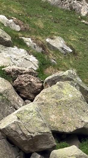 Marmotas en el Pirineo 🐿️🏔️ | El sonido que puedes escuchar en Huesca