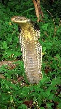 ¡Cobra Real vs Gato! #cobrareal #vs #gato #animalessalvajes