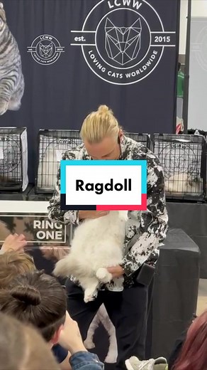 Stunning Ragdoll Cat at LCWW Show - #catjudge #catslover