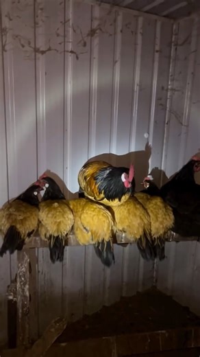 Sunshine Coast Snake Catchers 24/7 | Seems a bit awkward in this chicken coop… 😳 Summer attended a Burpengary property to relocate a Coastal Carpet Python that snuck into the... | Instagram