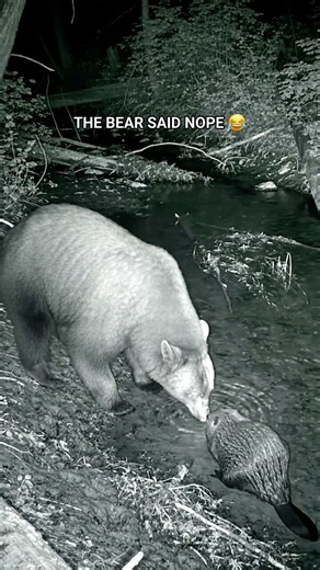 Wait Until You See What Camera #3 Caught… 😳