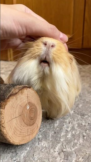 Cute Guinea Pig Purring | Adorable Pet Moments