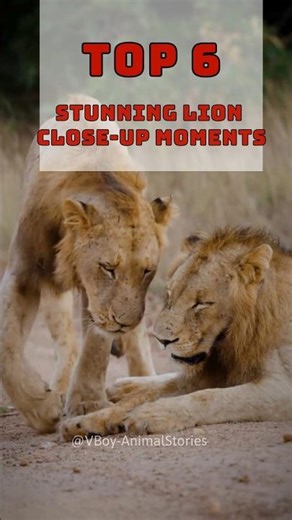 Top 6 Stunning Lion Close-Up Moments 🦁🔥 #Shorts #lion