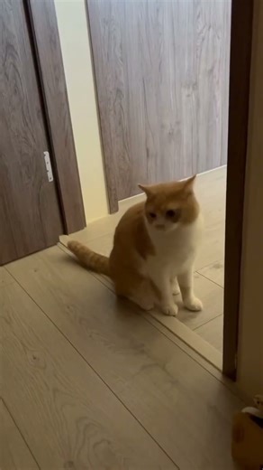 受驚嚇的貓/Frightened cat