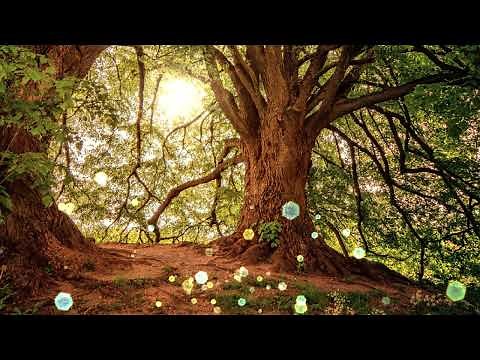 2 Minute Grounding Meditation, Connect With Nature Earth Energy For Health and Balance