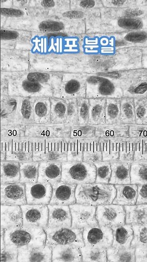 기성품 표본으로 관찰한 체세포분열. #체세포분열 #Mitosis #SomaticCellDivision #과학실험 #ScientificExperiments