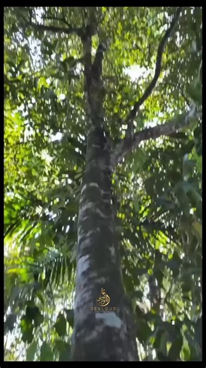 ‎Vietnam Oud - REALOUD عود طبيعي فيتنام‎ on Instagram: "✨ Do you know the tree behind one of the world’s most precious scents? 🌳 Most people know the smell of Oud. Almost no one has seen the tree. 👀 This video shows the real Oud tree. No filters. No myths. Agarwood is born when nature decides. Years of pressure. Time. Silence. That is why Oud is rare. That is why it is priceless. 🔥🌿 Look closely at the wood. This is where one of the world’s most luxurious fragrances begins. Not in a bottle. 