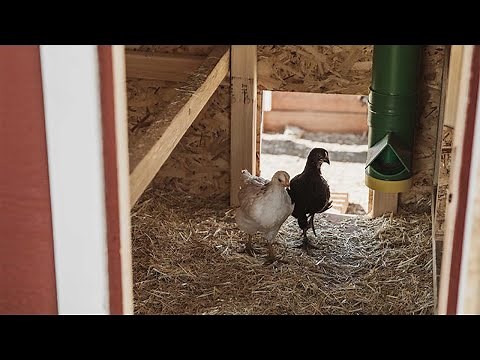 Feeding Chickens -from Chick Starter to Egg Layers