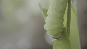 Polyphemus Moth Caterpillar Giant Silk Moth Stock Footage Video (100% Royalty-free) 3585692885 | Shutterstock