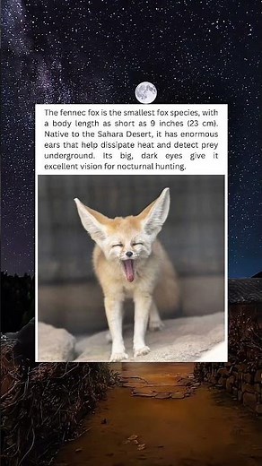 Incredible Fennec Fox Facts! 🦊