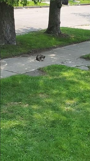 Caught A Cat Eating A Rat