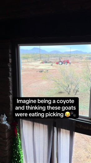 Canelo the Cane Corso: Farm Protector and Best Boy