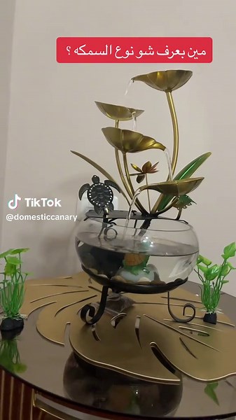 Domestic canary on TikTok