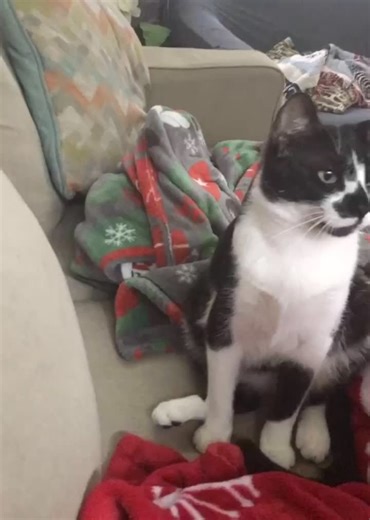 chips the cat on TikTok