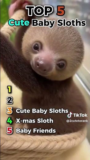 Top 5 Cute, and Adorable Sloths 🦥💤 #slothlife #cuteanimals #slowandsteady #animallovers #adorable