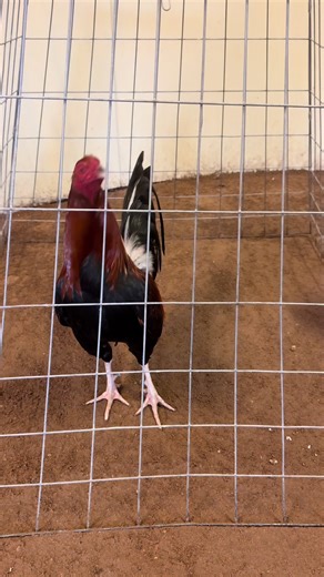 Otro derby más!🙏🏽#gallos #rooster #gallosfinos | gallos